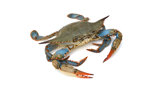 bluecrab