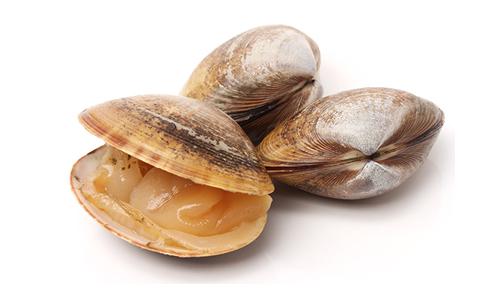 clam